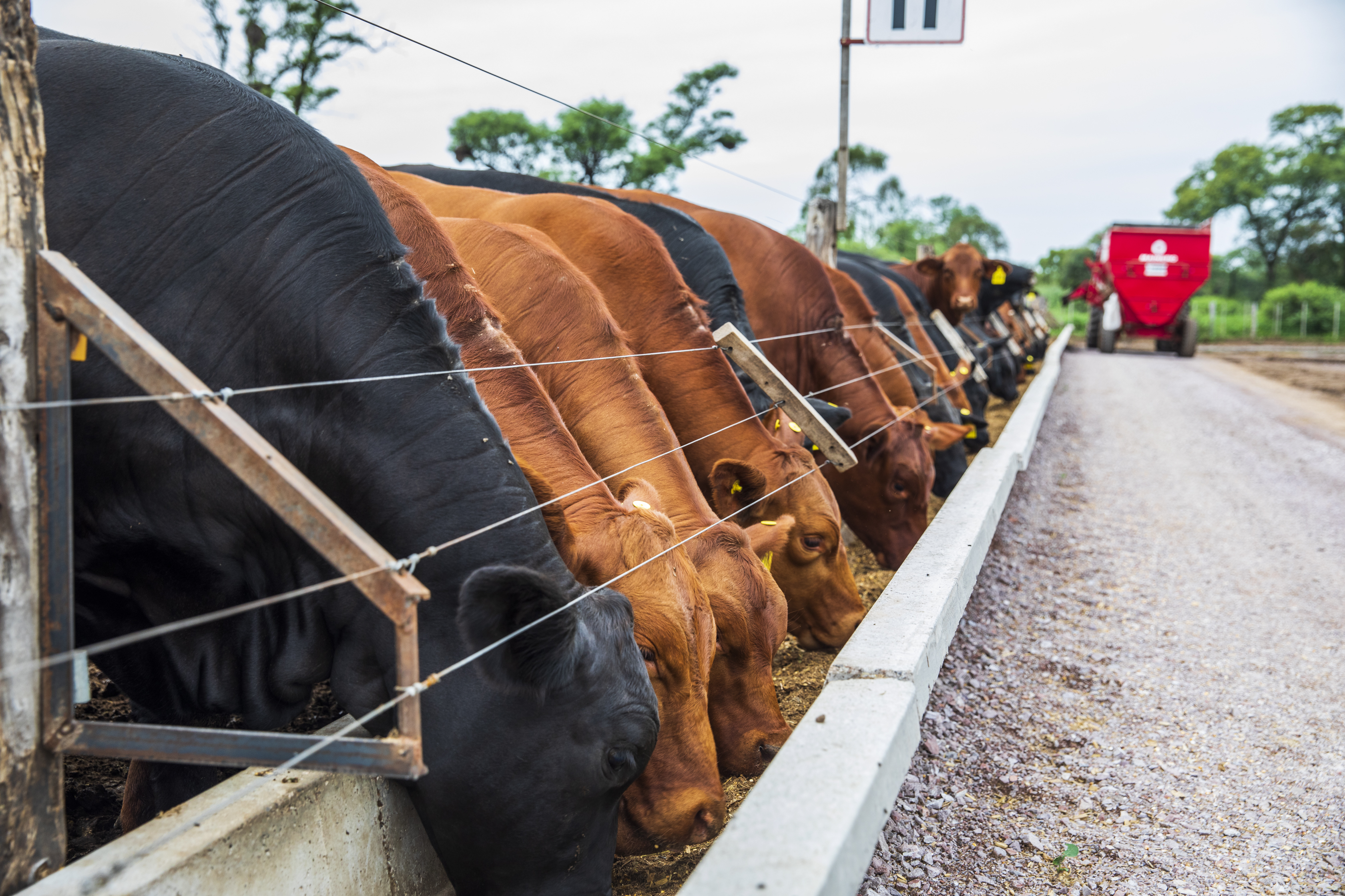 Campo con ganado y cultivos de La Galesa